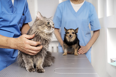 Services vétérinaires Monaco