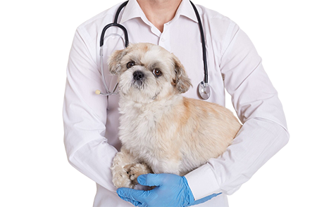 VETERINAIRE-MONACO-BEAUSOLEIL